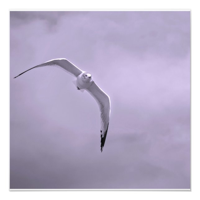 Impression Photo Mouette en vol noir et blanc (Devant)