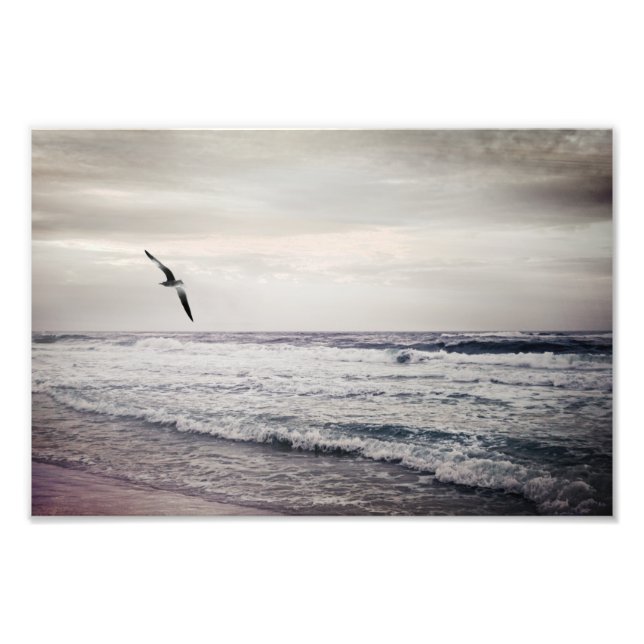 Impression Photo Mouette grise sur la plage (Devant)