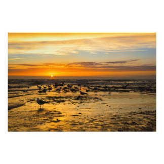 Impression Photo Mouettes au coucher du soleil