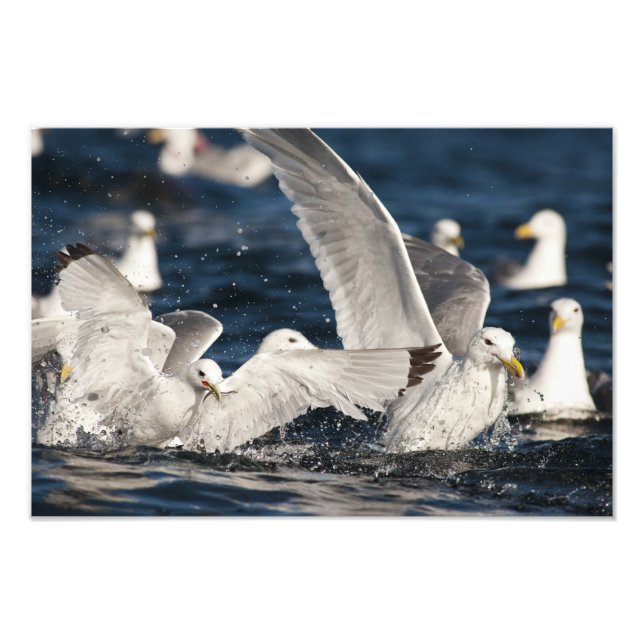Impression Photo Mouettes émergentes (Devant)