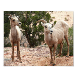 Impression Photo Mouflons drôles à Zion National Park
