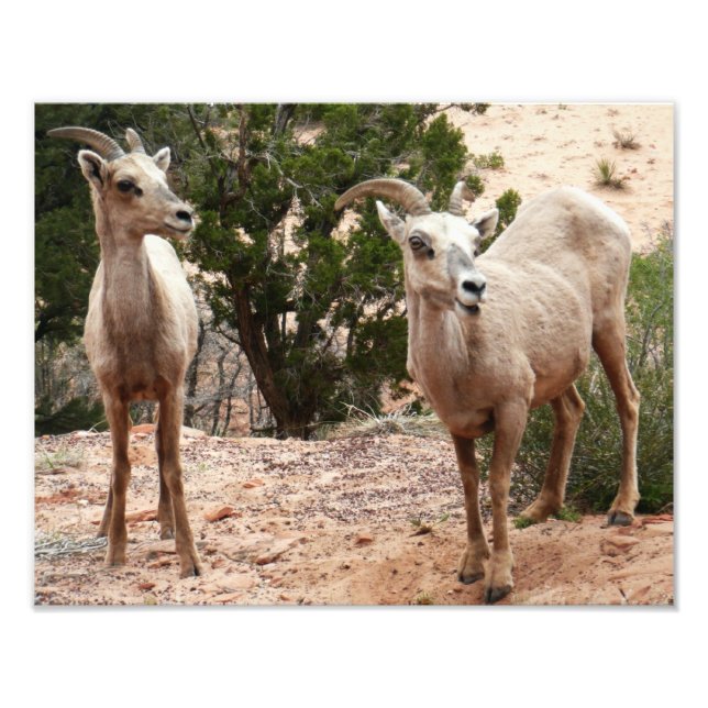 Impression Photo Mouflons drôles à Zion National Park (Devant)