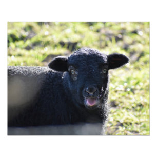 Impression Photo Mouton