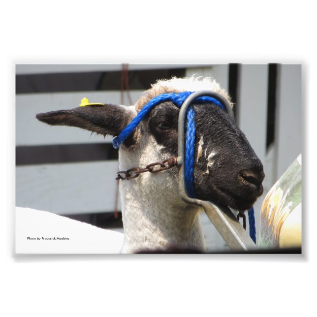 Impression Photo Mouton (Devant)