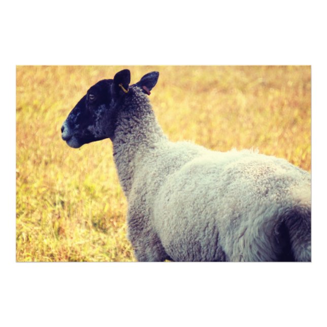 Impression Photo Mouton (Devant)