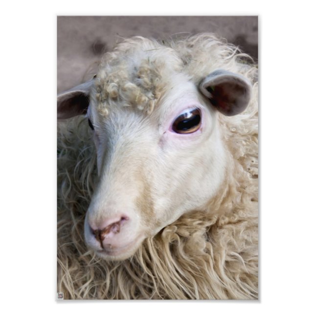 Impression Photo Mouton drôle (Devant)