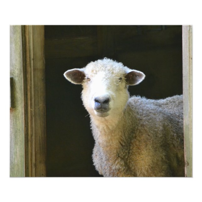 Impression Photo Mouton Gentil (Devant)