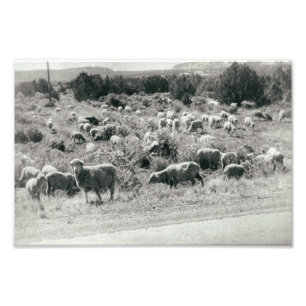 Impression Photo Mouton Monochrome Ferme Animal Cuisine Herd Antiqu