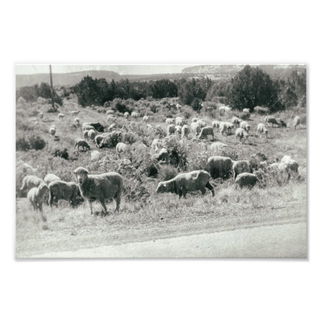 Impression Photo Mouton Monochrome Ferme Animal Cuisine Herd Antiqu (Devant)
