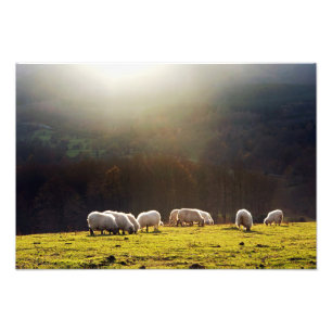Impression Photo moutons Basques