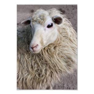 Impression Photo Moutons drôles