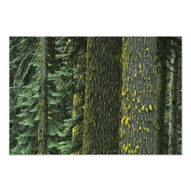 Impression Photo Mt. Ashland, forêt nationale de Rogue River, (Devant)