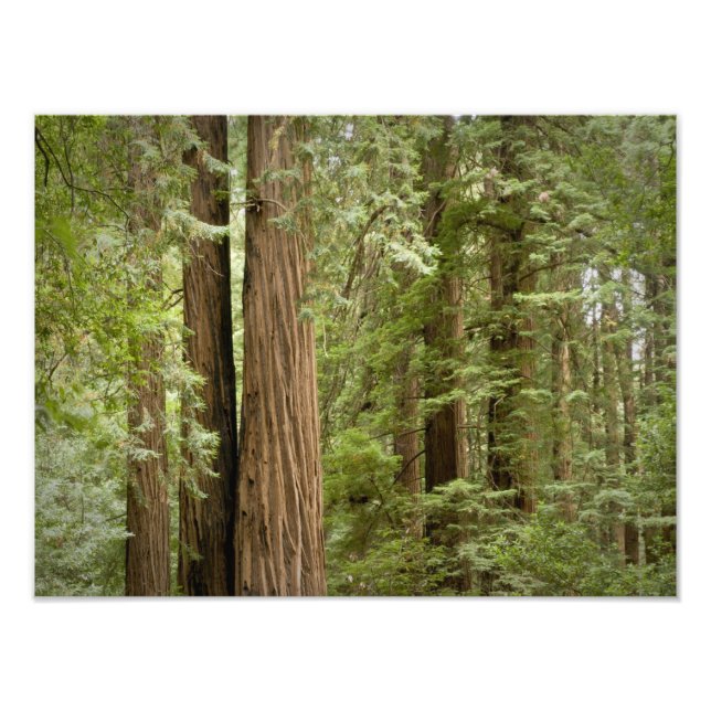 Impression Photo Muir Woods National Monument, Nord (Devant)
