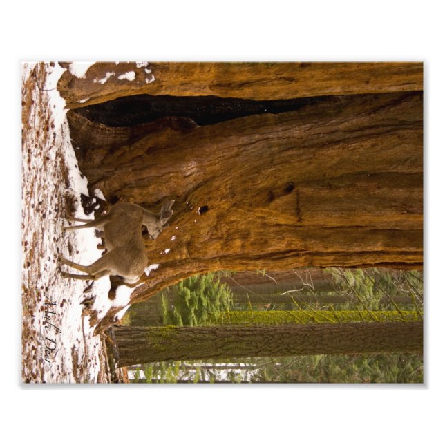 Impression Photo Mule Deer (Devant)