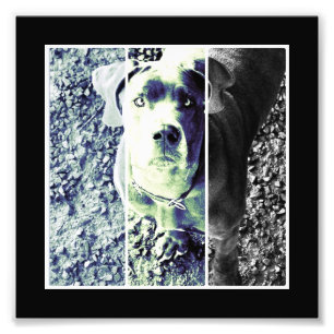 Impression Photo Museau de chien