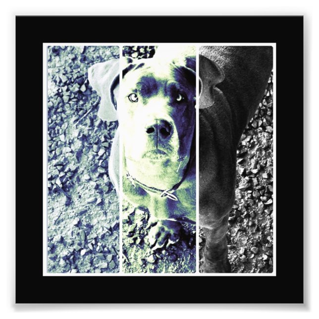 Impression Photo Museau de chien (Devant)