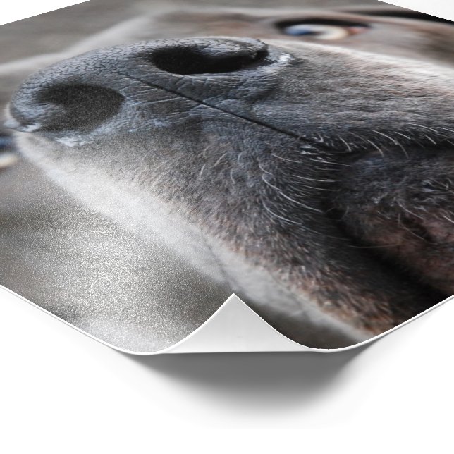 Impression Photo Museau de Dogue (Coin)