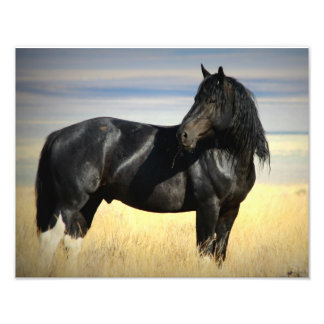 Impression Photo Mustang Stallion "SOX"