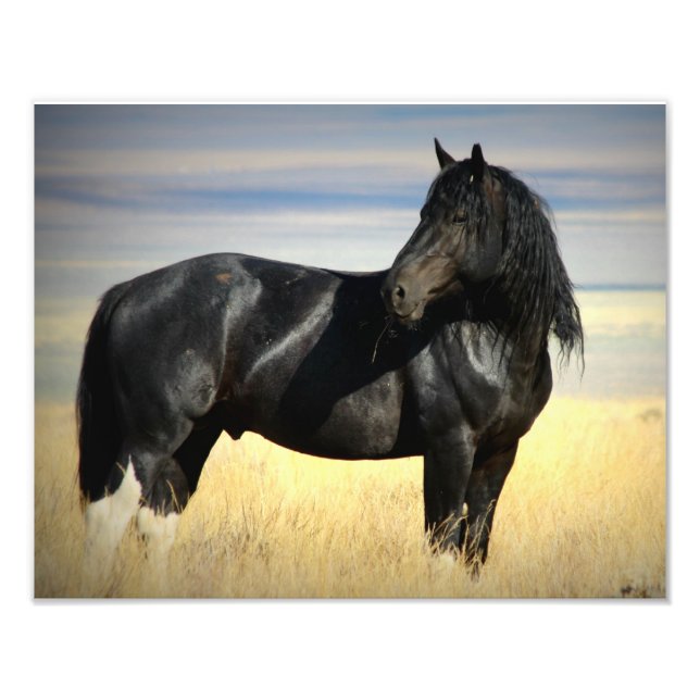 Impression Photo Mustang Stallion "SOX" (Devant)