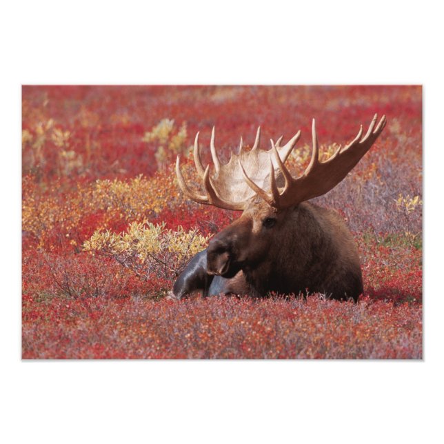 Impression Photo N.A., États-Unis, Alaska, Parc national de Denali, (Devant)