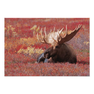 Impression Photo N.A., États-Unis, Alaska, Parc national Denali, Ta