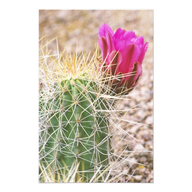 Impression Photo N.A., États-Unis, AZ, Phoenix, Desert Botanical 2 (Devant)