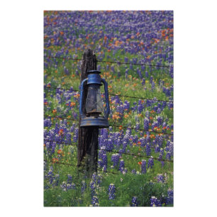 Impression Photo N.A., États-Unis, Texas, Llano, Lanterne bleue et