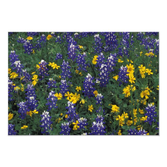 Impression Photo N.A, États-Unis, Texas, Marble Falls, Bleus Bonnet (Devant)