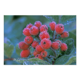 Impression Photo N.A., États-Unis, Washington, Mt. Rainier National