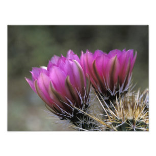 Impression Photo NA, États-Unis, Arizona, désert de Sonora. Hérisso