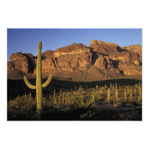 Impression Photo NA, États-Unis, Arizona. Organ Pipe Cactus Nationa