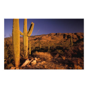 Impression Photo NA, États-Unis, Arizona, Saguaro National Monument