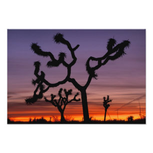 Impression Photo NA, États-Unis, Californie. Joshua Tree National