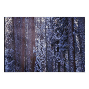 Impression Photo NA, États-Unis, Californie. Parc national de Sequo