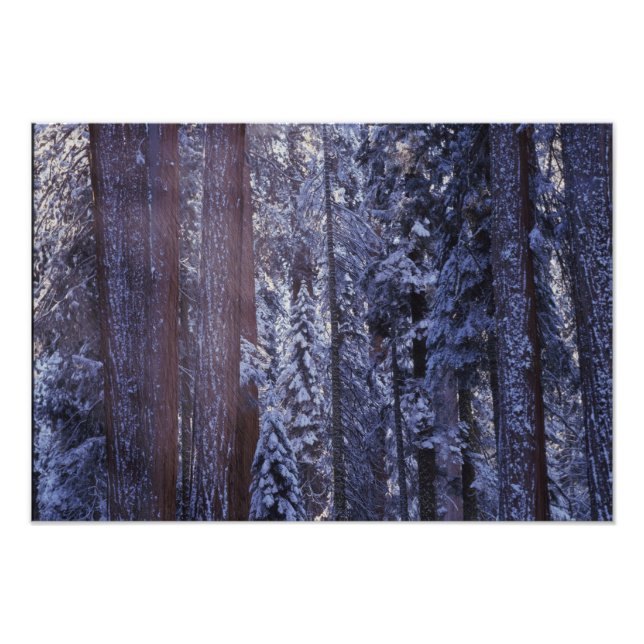 Impression Photo NA, États-Unis, Californie. Parc national de Sequo (Devant)