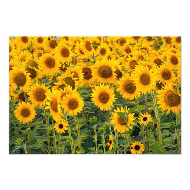 Impression Photo Na, États-Unis, Colorado, Tournesols (Devant)