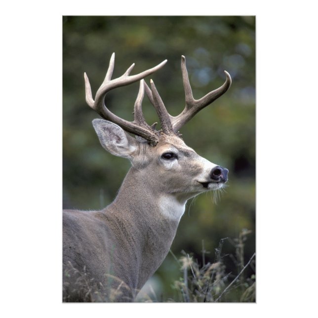 Impression Photo NA, États-Unis, État de Washington, Cerf à queue b (Devant)