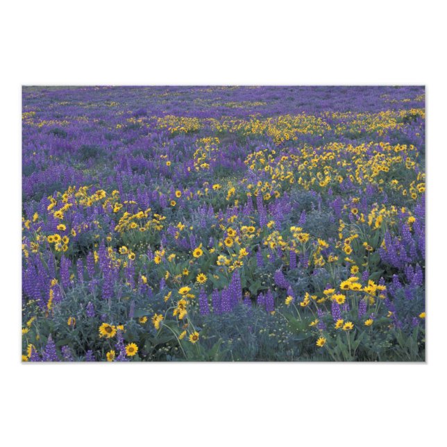 Impression Photo NA, États-Unis, Washington Dalles, Lupin et (Devant)