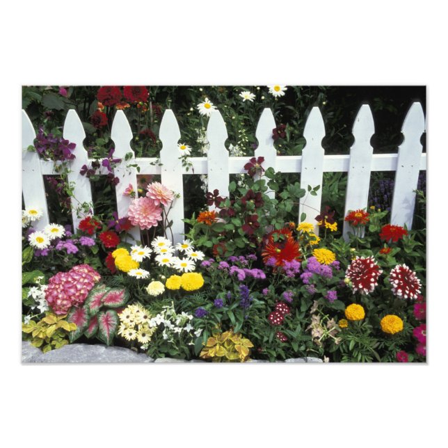 Impression Photo NA, États-Unis, Washington, Sammamish, piquet blan (Devant)