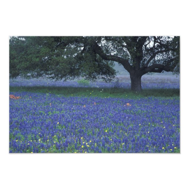 Impression Photo NA, Texas, Devine, Chêne et bleuets (Devant)