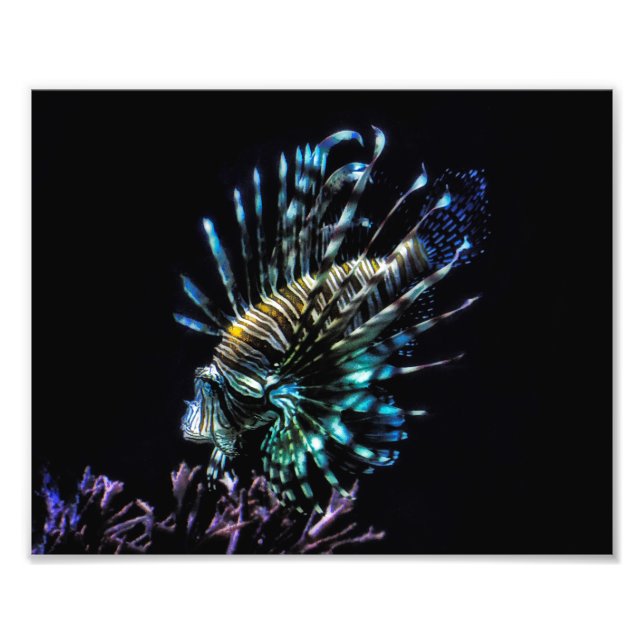 Impression Photo nage de poissons-lionnes (Devant)