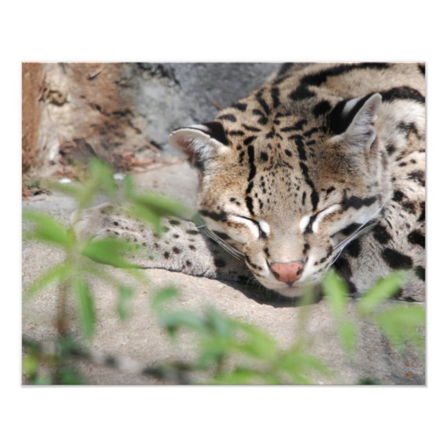 Impression Photo Napping Ocelot (Devant)