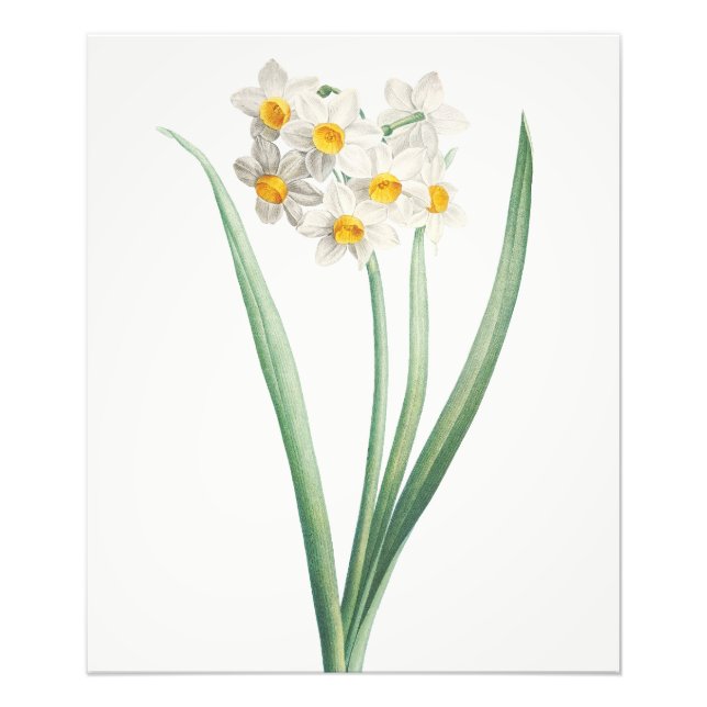 Impression Photo Narcisse, Pierre-Joseph Redouté, 1805 (Devant)