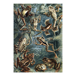 Impression Photo Naturaliste Vintage Ernst Haeckel Grenouilles et C