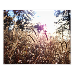 Impression Photo Nature au soleil