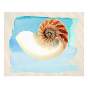 Impression Photo Nautilus Coquillage et sable