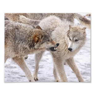 Impression Photo Ne pas craindre - Loup montrant sa Domination