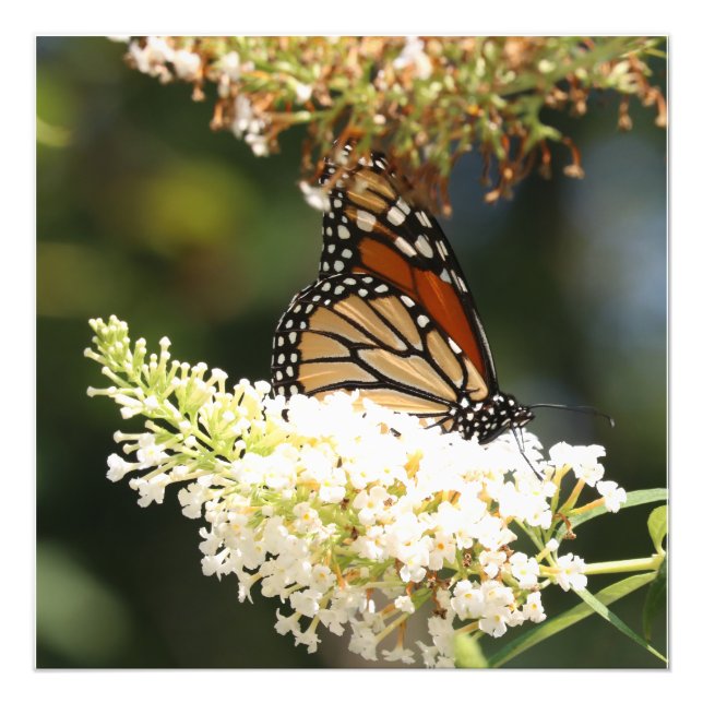 Impression Photo nectar de sipping de papillon monarque (Devant)
