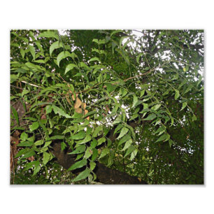 Impression Photo Neem tree Azadirachta indica