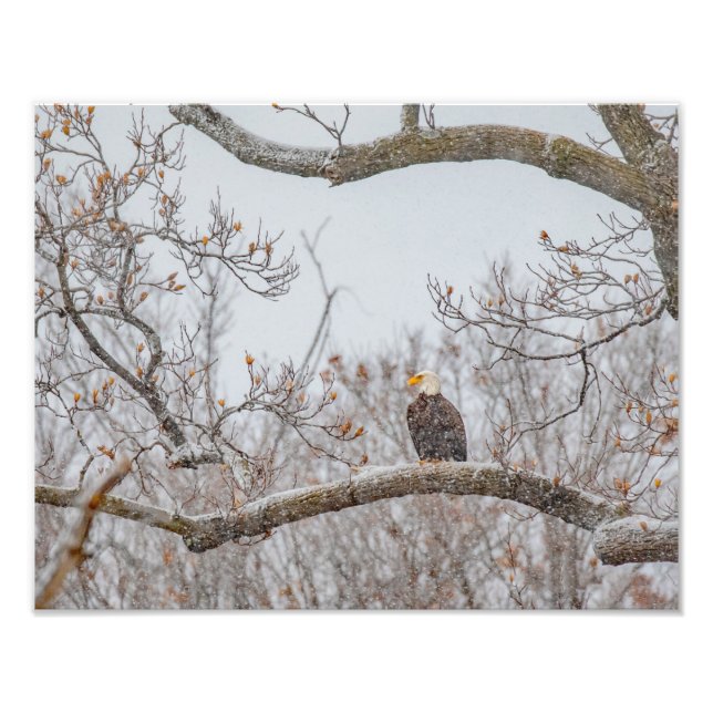 Impression Photo Neige D'Hiver Avec Aigle (Devant)